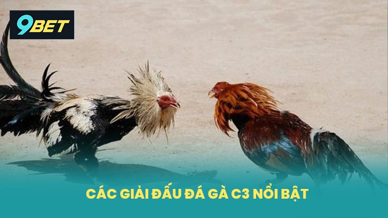 Các giải đấu đá gà C3 nổi bật